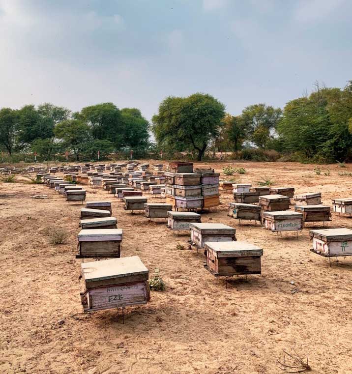 honey bee farm